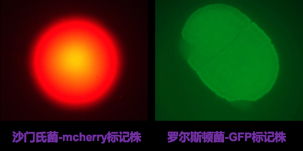 荧光标记细菌菌株