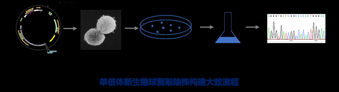 真菌敲除株构建流程