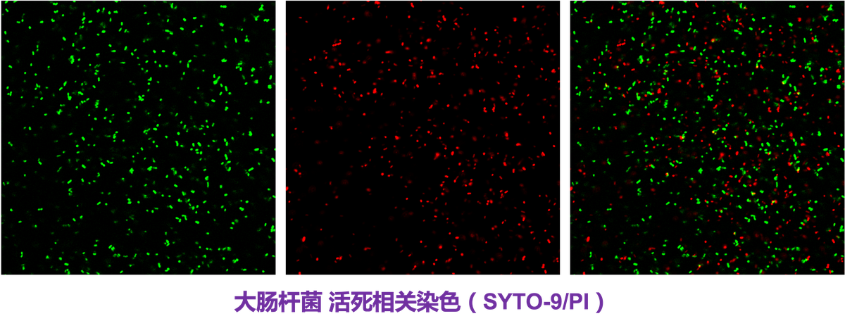 大肠杆菌活死染色